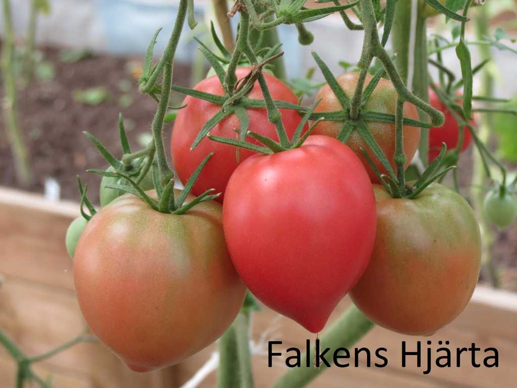 Orlinnoje Serdze (Falkens hjärta)